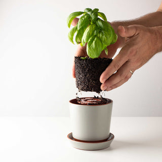 Push Planters