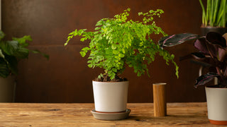Push Planters